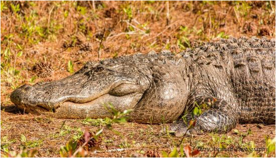 bull gator the dominant male picture of okefenokee swamp park