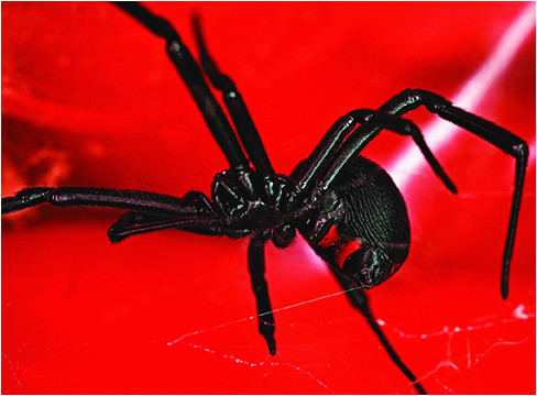 black widow spiders how to get rid of black widows