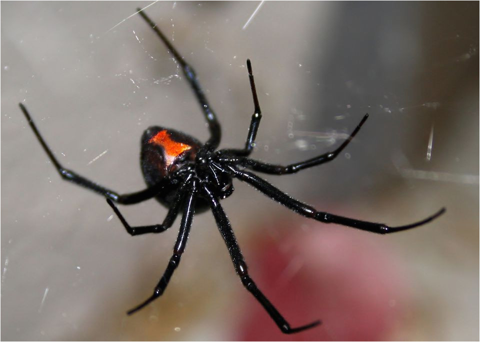 poisonous spiders in georgia what you need to know