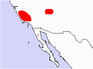 california condor gymnogyps californianus north american birds