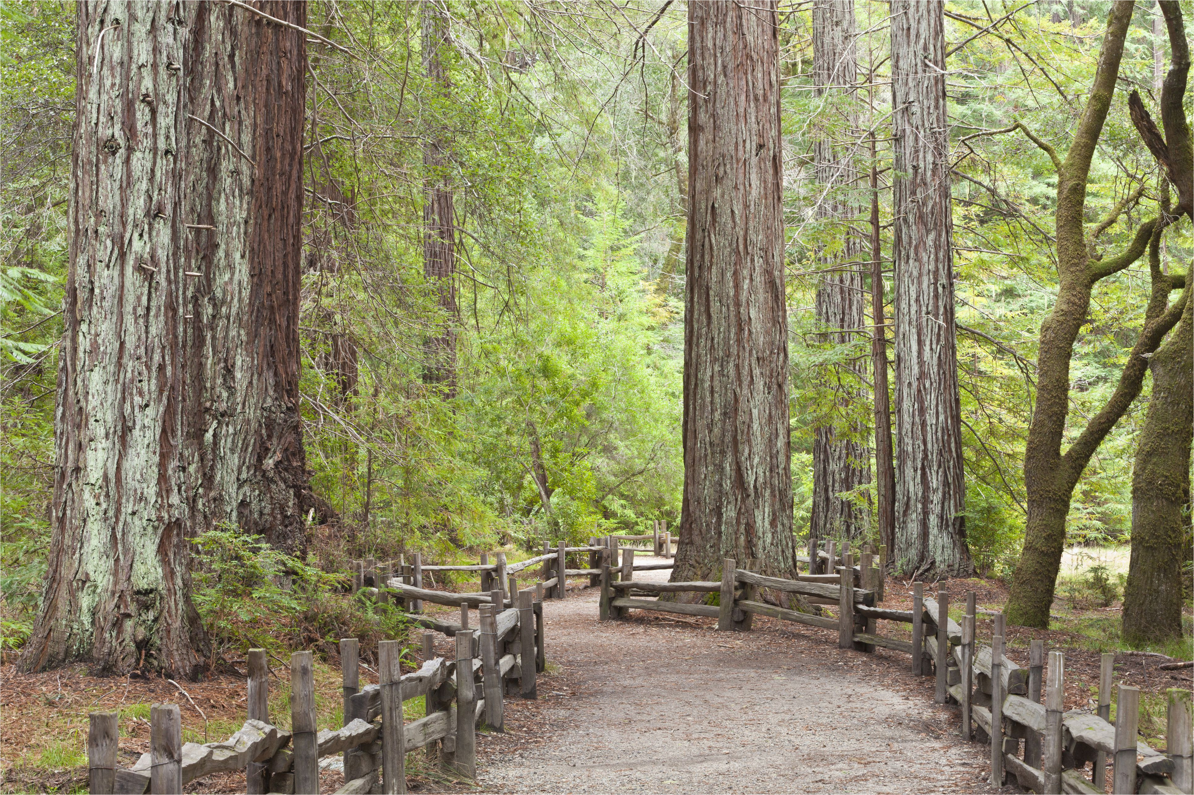 california redwood forests where to see the big trees