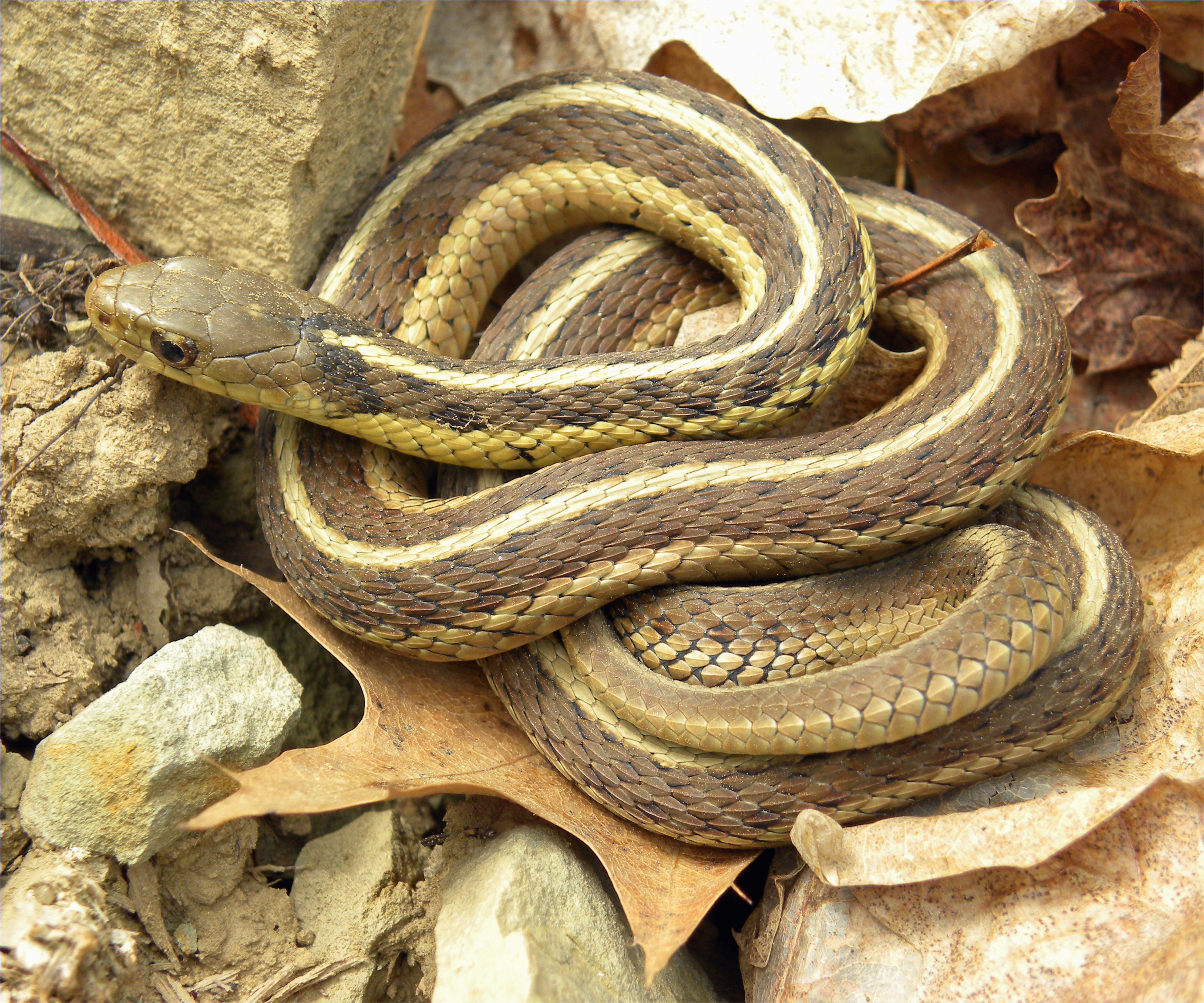 common garter snake wikipedia