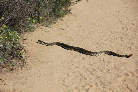 rattlesnake picture of torrey pines state natural reserve san