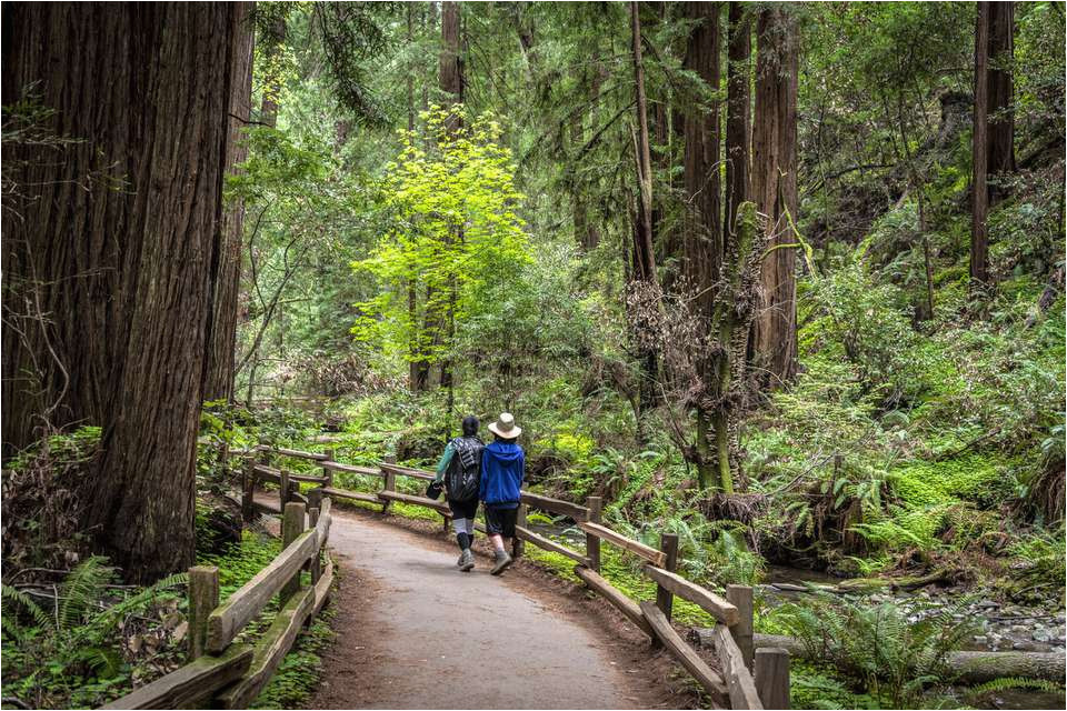 california redwood forests where to see the big trees