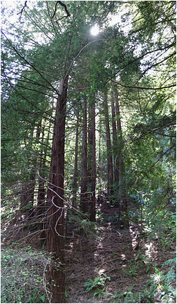 redwood regional park wikipedia