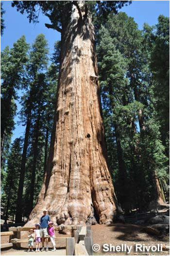 the 5 best places to visit california s giant redwoods and giant