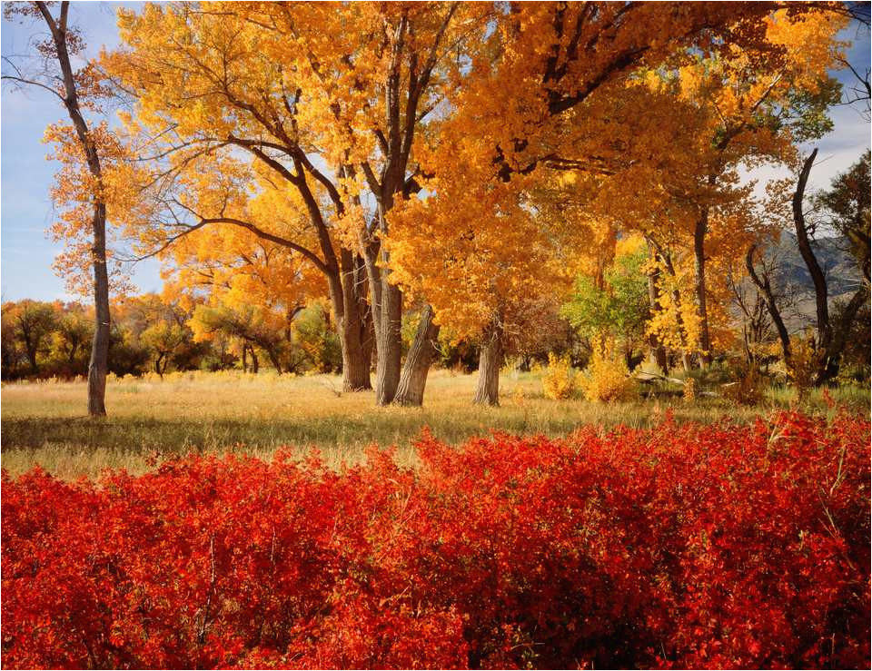 a state by state guide to fall colors