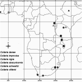 pdf taxonomic revision of collaria provancher 1872 hemiptera