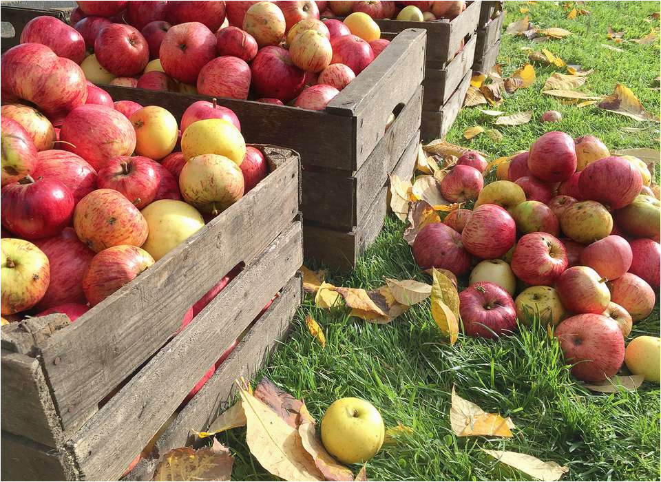 fall events at apple hill farms