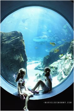 106 best weloveatl images georgia aquarium atlanta georgia