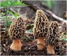 23 best moral mushrooms images on pinterest in 2018 mushroom
