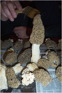 733 best a study of morel mushrooms images in 2019 stuff mushrooms