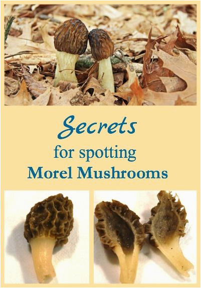 secrets for spotting morel mushrooms pinterest mushrooms