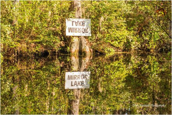 mirror lake picture of okefenokee swamp park waycross tripadvisor