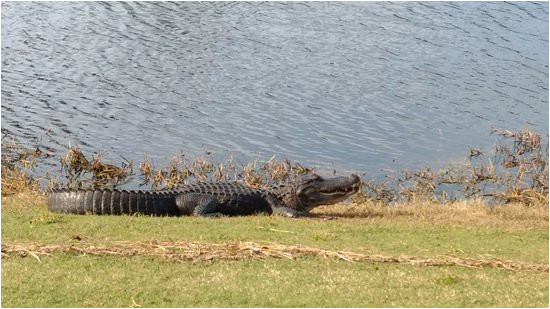 alligator picture of sea trail golf resort conference center