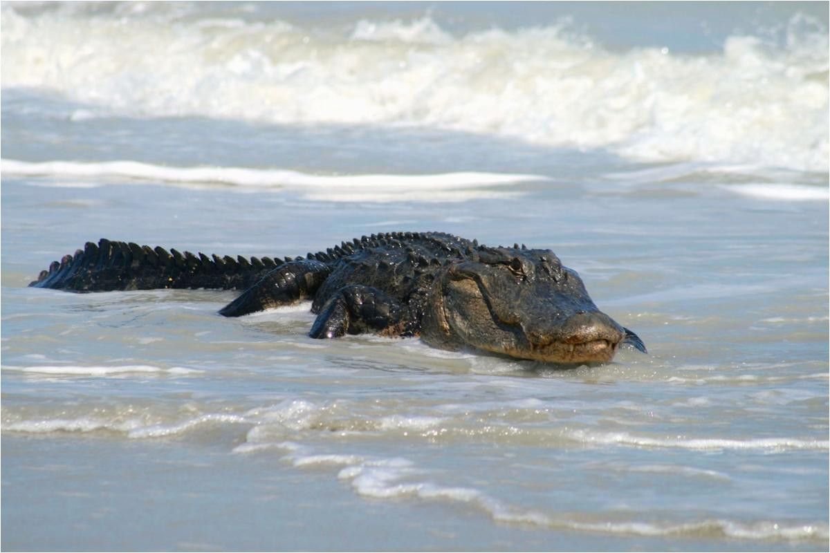 alligator shot in folly beach surf archives postandcourier com