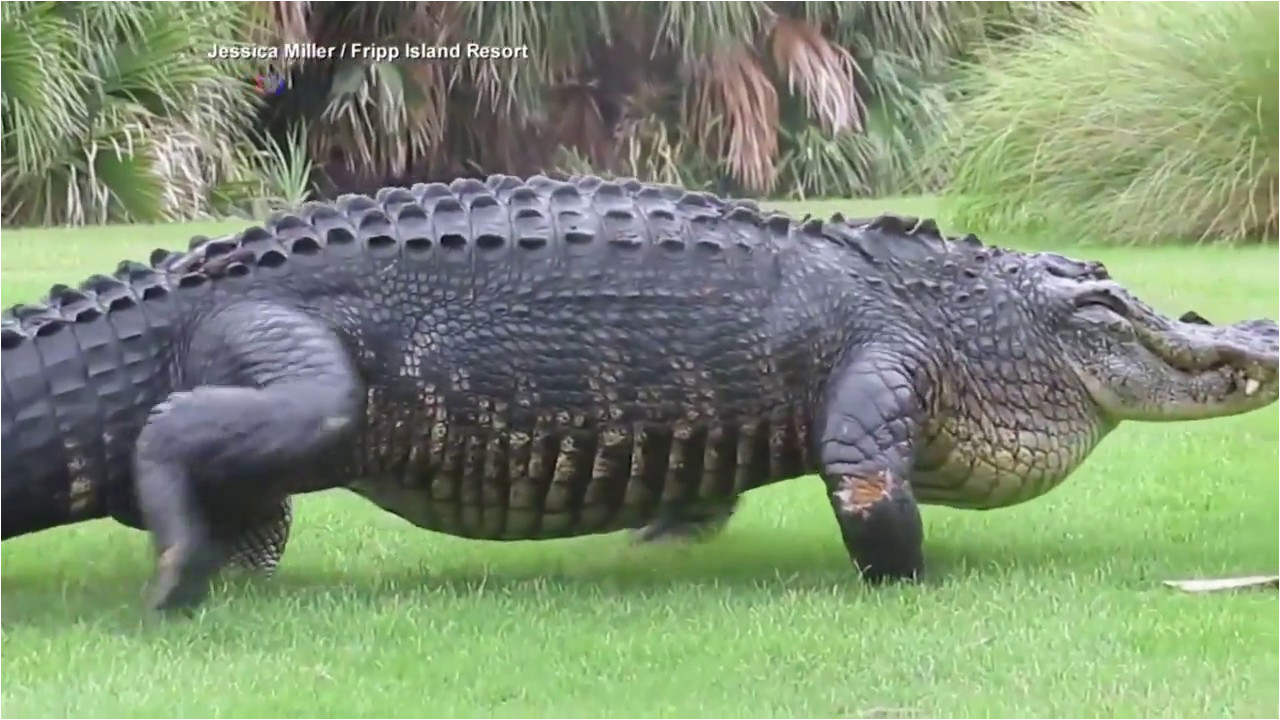 massive alligator casually walks across golf course youtube