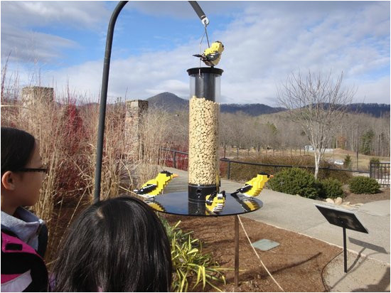 lego gold finches picture of the north carolina arboretum