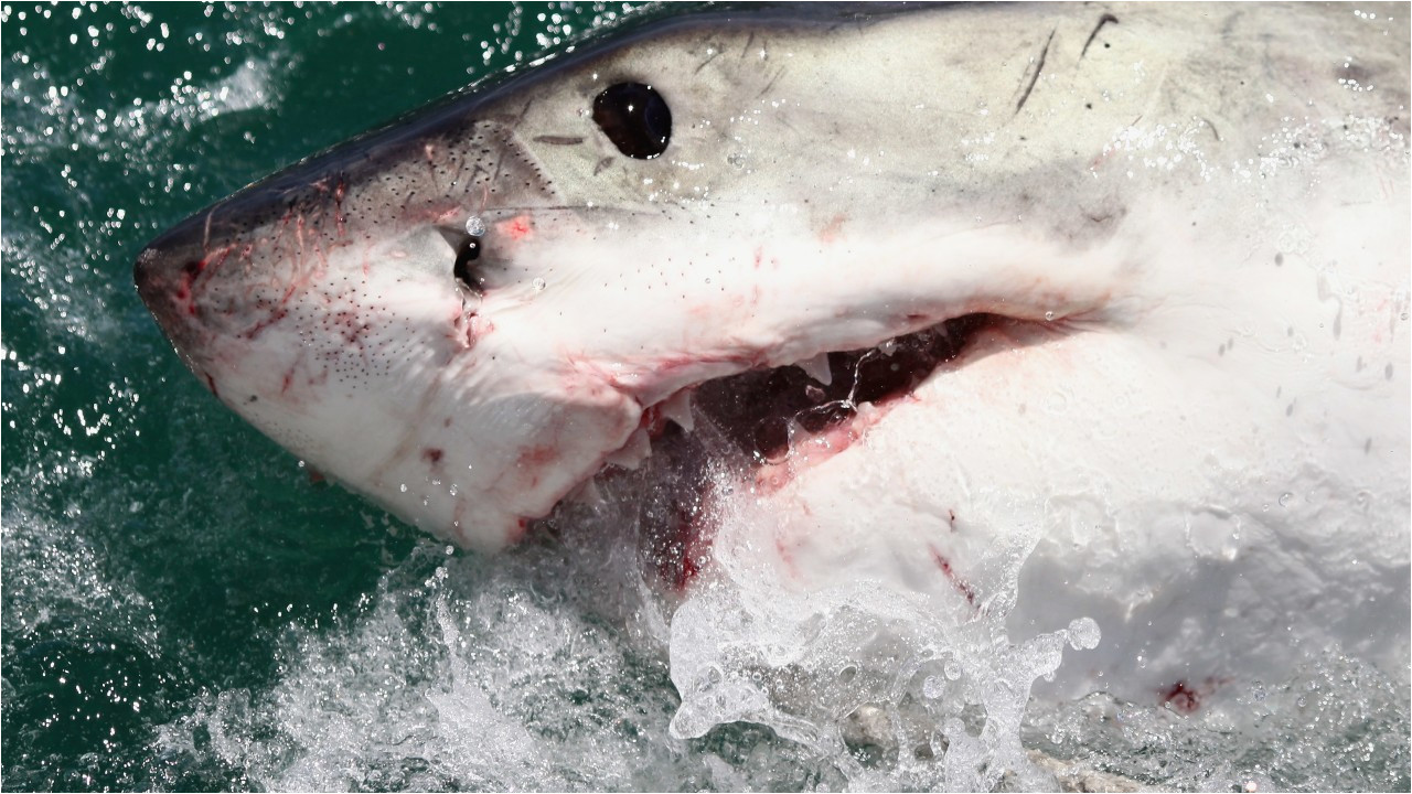 california surfer survives shark attack gets 50 stitches