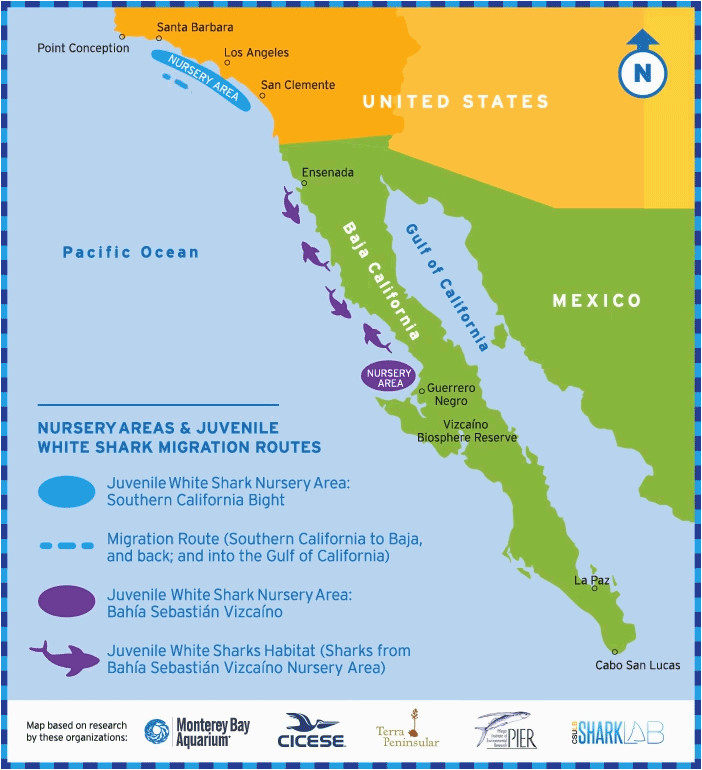 shark migration in southern california surfline