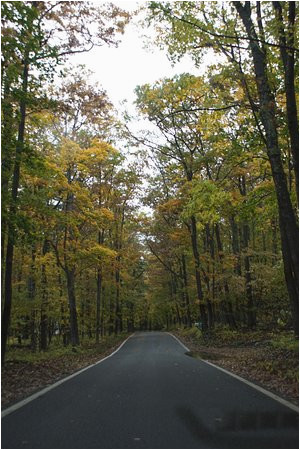 tunnel of trees picture of tunnel of trees m119 harbor springs