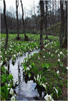 26 best university of mn landscape arboretum images colleges