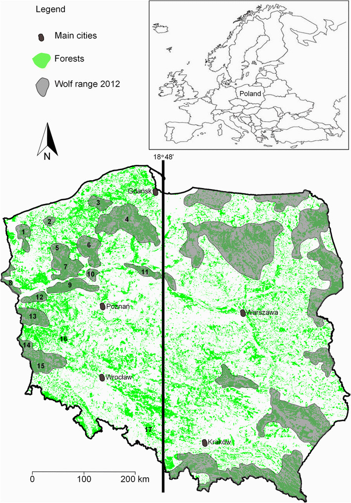 wolf recovery and population dynamics in western poland 2001 2012