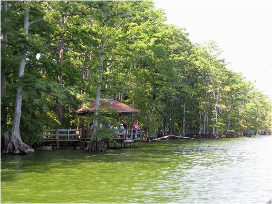 the top 5 things to do near reelfoot lake state park tiptonville