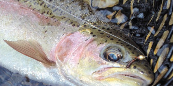 a guide to georgia trout fishing