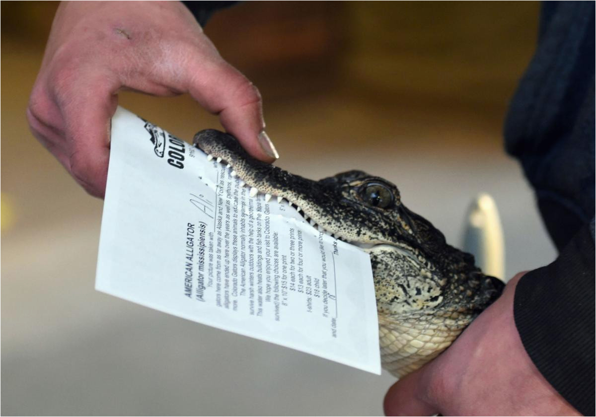 colorado gators a haven for the wild lifestyle gazette com
