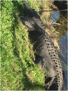die 329 besten bilder auf alligator in 2019 crocodiles alligators