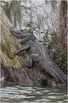 die 329 besten bilder auf alligator in 2019 crocodiles alligators