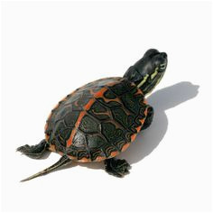 11 best aquatic turtles for sale images in 2019 aquatic turtles