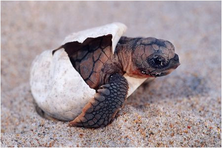 the illegal sale of turtle hatchlings in the us