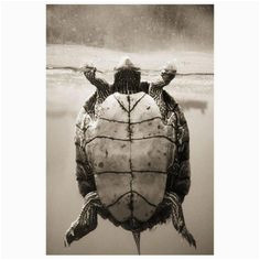 10 best map turtle images map turtle turtles reptiles amphibians