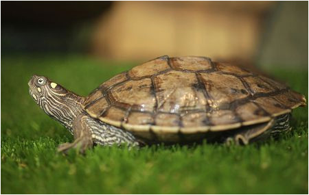 how to care for mississippi map turtles