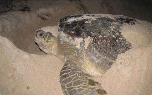 sea turtles of the gulf of mexico springerlink
