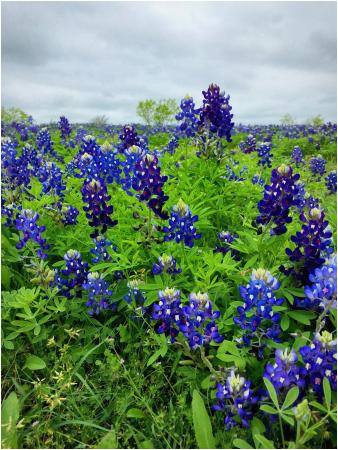 bluebonnet park ennis 2019 all you need to know before you go