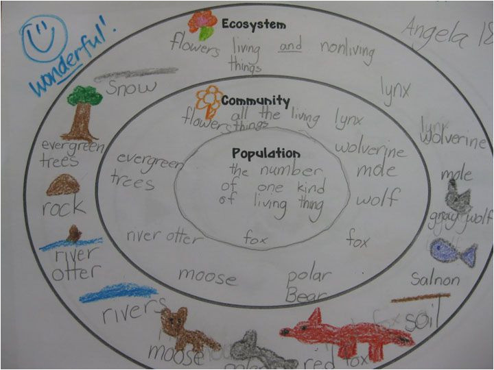 ecosystem community and population concentric circle map would