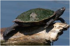 46 best map turtles images sea turtles turtles tortoises