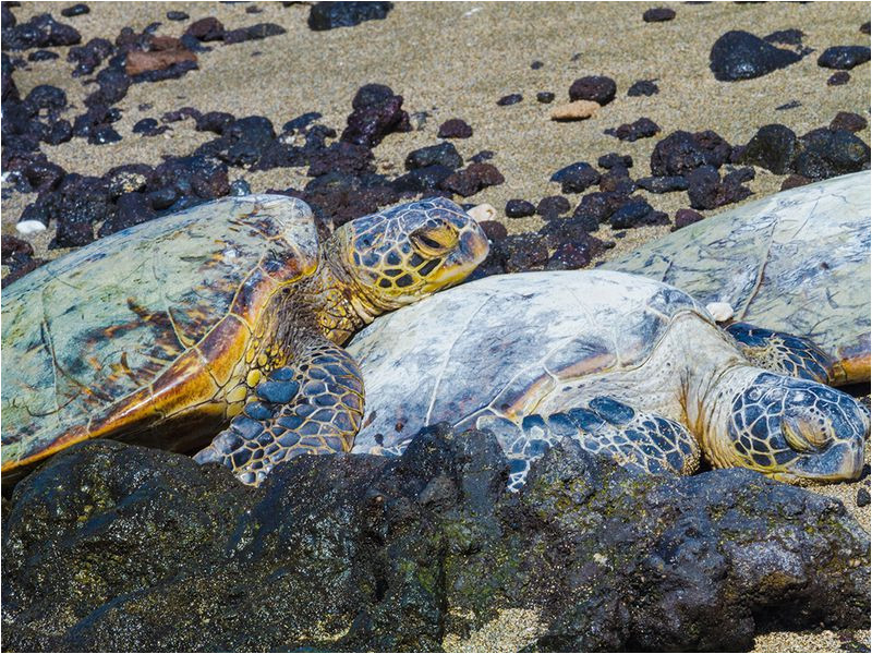 the strange reappearance of the once vanished green sea turtle