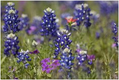 13 best texas wildflowers images in 2019 texas texas travel