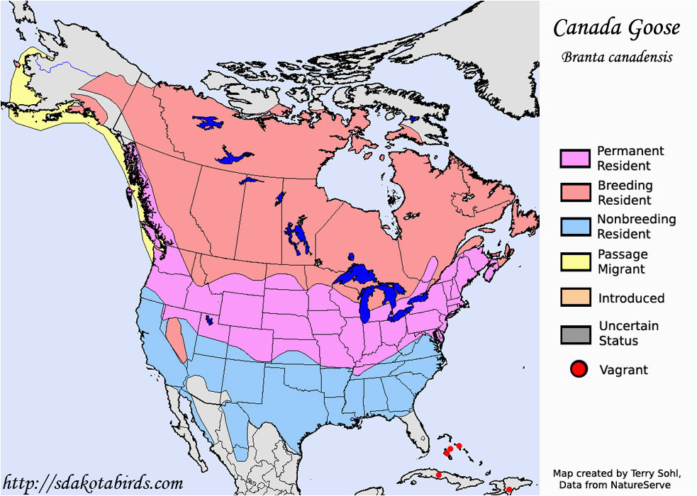 canadian geese migration