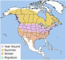 canadian geese migration