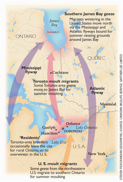 canadian geese migration