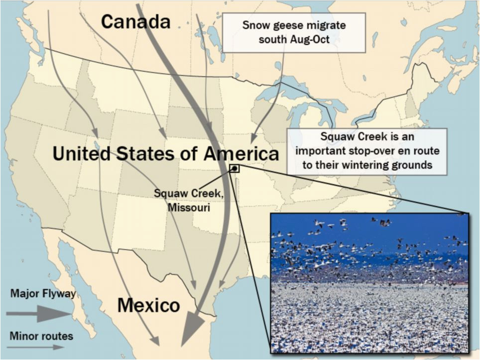 canadian geese migration