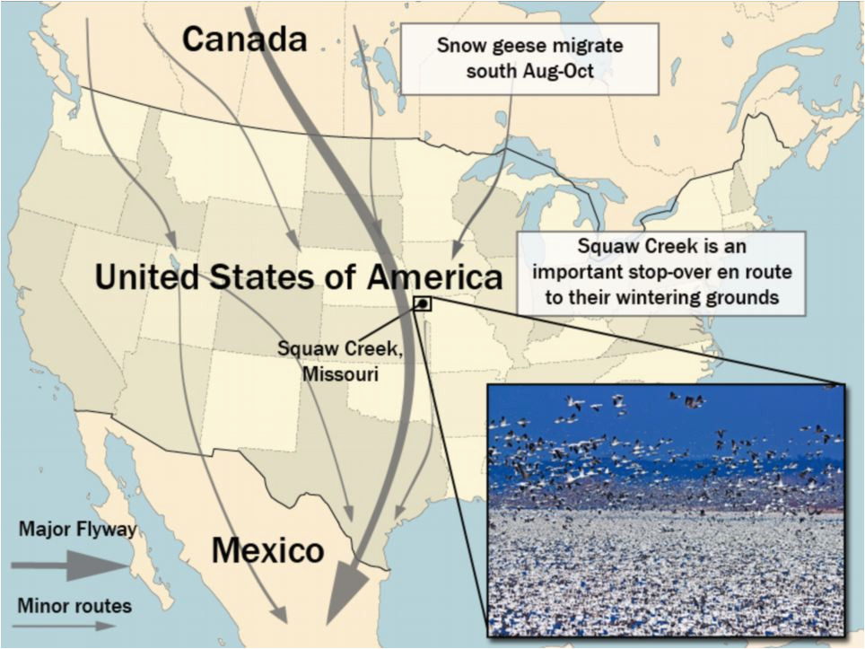 Canada Goose Migration Map secretmuseum