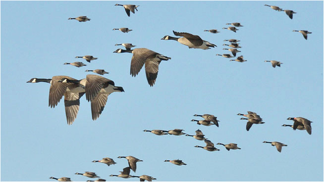 why do migrating canada geese sometimes fly in the wrong