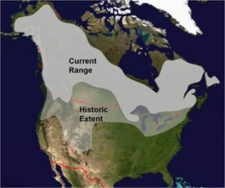 Canada Lynx Range Map – secretmuseum