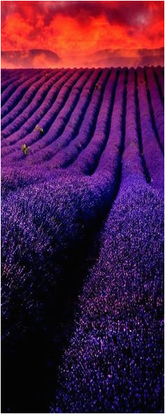 21 best lavender fields france images in 2016 provence